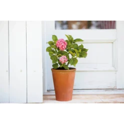 Terracotta Long Tom Plant Pot - 23cm -Garden Furniture Store 12805967 4784833173194872