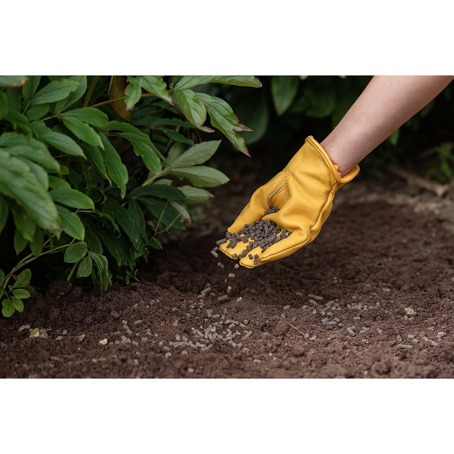 Westland Organic Chicken Manure Pellets - 2.25kg 5 Westland Organic Chicken Manure Pellets - 2.25kg - Image 3