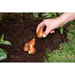Westland Bulb Planting Compost - 20L 9 Westland Bulb Planting Compost - 20L -Garden Furniture Store 12819355 9244869971373729