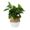 Plant In Two Tone Basket - White & Natural -Garden Furniture Store 12833704 1754831603452417
