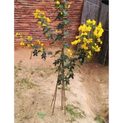 10 Pack Bamboo Canes - 0.9m/3ft -Garden Furniture Store 12885362 8554952637996915