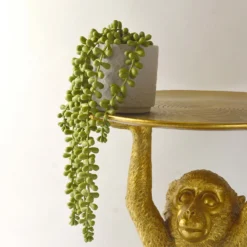 House Beautiful String Of Pearls In Ceramic Pot -Garden Furniture Store 12890040 3924857412833165