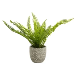 Maidenhair Fern In Ceramic Pot -Garden Furniture Store 12890042 1544868121170856