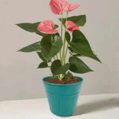 Ribbed Planter (3 Colour Mix) - 12cm 15 Ribbed Planter (3 Colour Mix) - 12cm -Garden Furniture Store 13193954 1834933504168194