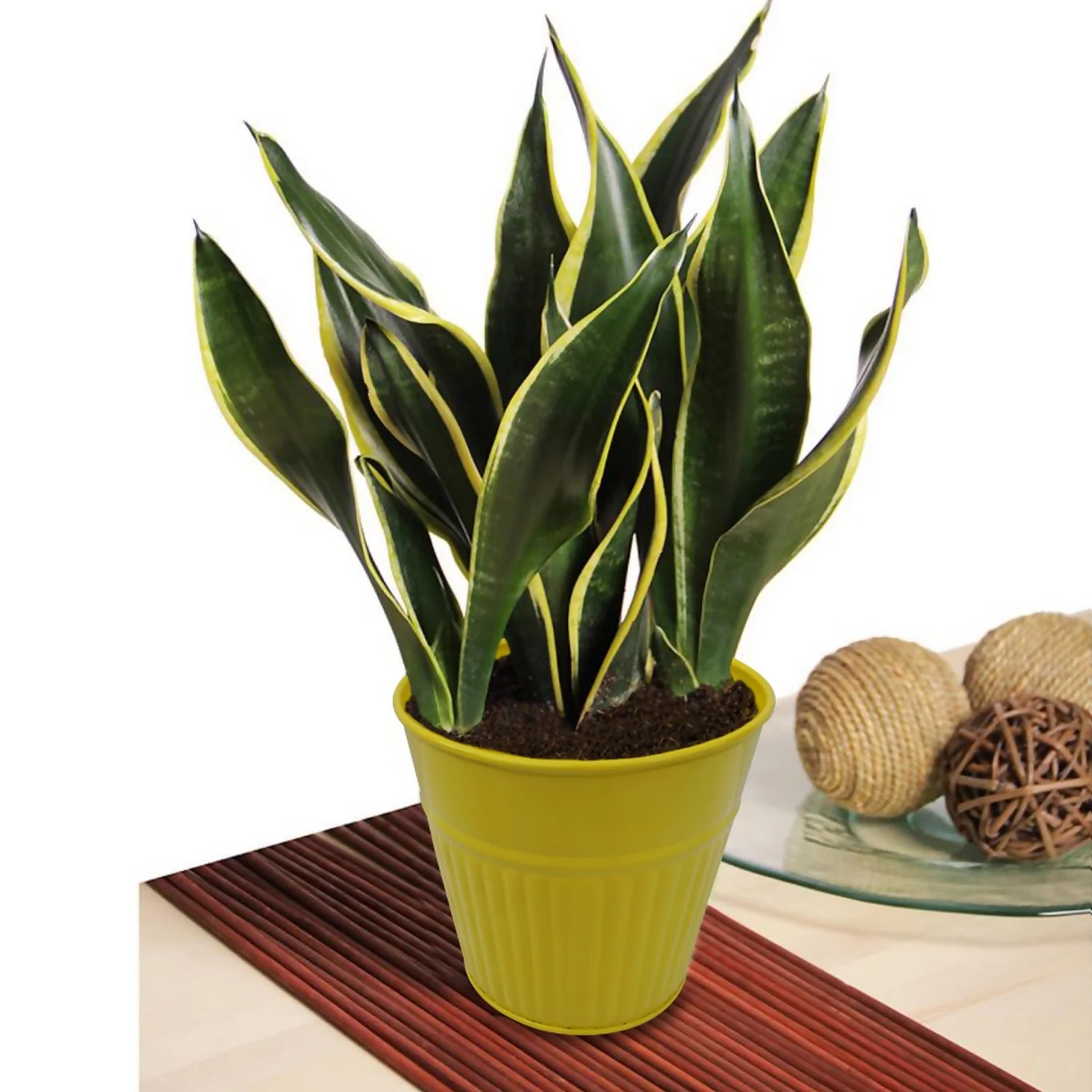 Ribbed Planter (3 Colour Mix) - 12cm 9 Ribbed Planter (3 Colour Mix) - 12cm - Image 7