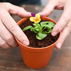 Coco & Coir Coco Grow+ Seed & Cutting Compost + 20% Perlite - 15L -Garden Furniture Store 13487127 4074919980845315