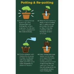 Westland Bonsai Potting Mix Peat Free 4L 7 Westland Bonsai Potting Mix Peat Free 4L -Garden Furniture Store 14013787 2185003754340767